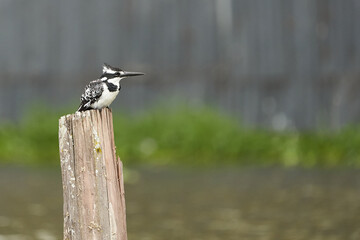Pied kingfisher Ceryle rudis Portrait of a water fish hunter