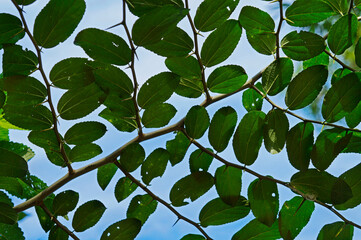 Leaves pattern background and blue sky
