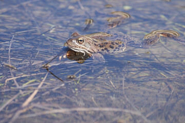 Water frog Pelophylax and Bufo Bufo in mountain lake with beautiful reflection of eyes Spring Mating