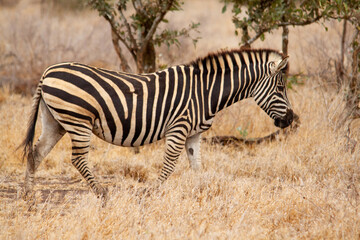 Common zebra on the savanna in the Kruger National Park in South Africa.