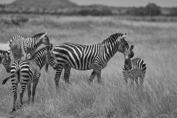 Fototapeta na wymiar Plains zebra Equus quagga- Big Five Safari Black and white Stripped Kilimanjaro