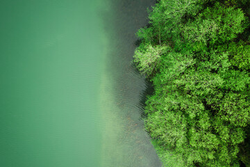 Green trees by the lakeside