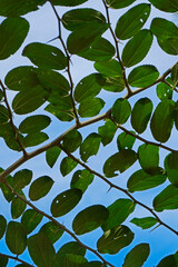 Leaves pattern background and blue sky