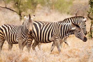 Fototapeta na wymiar Group of Zebras walking on the savannah and feeding on grasses in the Kruger National Park in South Africa.