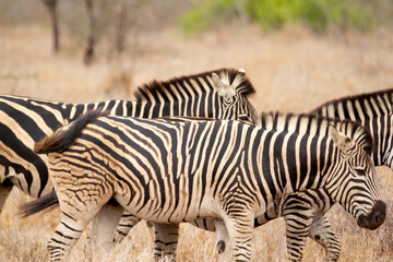 Fototapeta na wymiar Group of Zebras walking on the savannah and feeding on grasses in the Kruger National Park in South Africa.