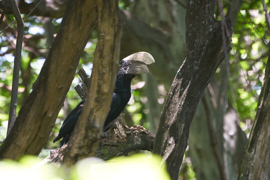 Silvery cheeked hornbill Bycanistes brevis Tanzania Lake Manyara