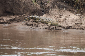 Nile crocodile Crocodylus niloticus large crocodilian at river Serengeti