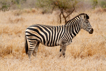 Fototapeta na wymiar Common zebra on the savanna in the Kruger National Park in South Africa.