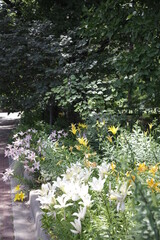 daisies in the garden