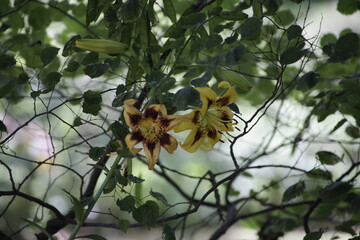 yellow flowers in the garden