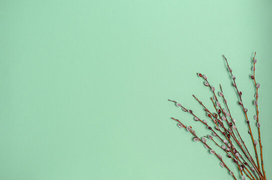Willow branches on a green background, copy space, flat lay