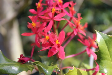 Fototapeta premium Orquídea