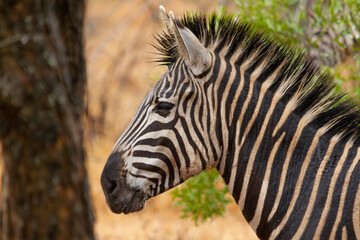 Fototapeta na wymiar Common zebra on the savanna in the Kruger National Park in South Africa.