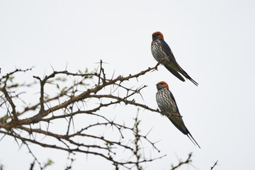 Ggreater striped swallow Cecropis cucullata Couple on a tree