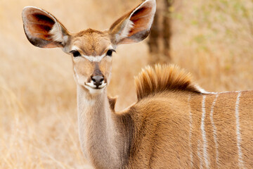 Female antelope eating herbs in the Kruger National Park in South Africa. © HC FOTOSTUDIO