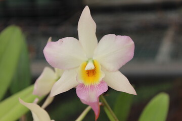 Orquídea