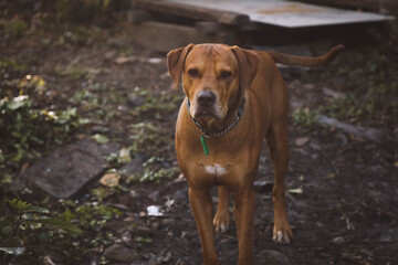 Brown vizsla dog breed exploring outdoors