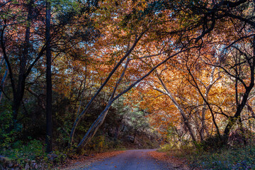 A country road leads through a colorful autumn passage. Near Portal, in southeast Arizona