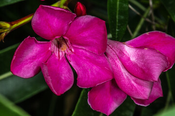 Oleander (Nerium oleander)