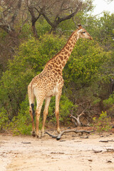 Giraffe feeding on bushes in the savanna Kruger National Park