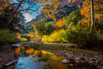 Fototapeta na wymiar Bright Fall foliage reflects in the waters of Cave Creek. Cave Creek Canyon in the Chiricahua Mountains near Portal, Arizona.