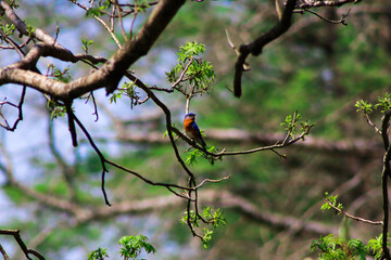Blue Bird