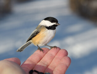 Obraz na płótnie Canvas Wild Black Capped Chickadee with snow on beak on fingertips of man with sunflower seeds in a snowy Toronto forest in winter