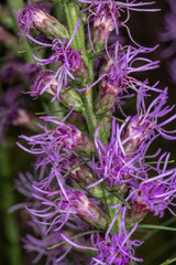 Blazing Stars Flower (Liatris spec.)