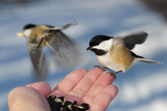 Flying Black Capped Chickadees with with orange feathers at hand of man with sunflower seeds and peanuts in a snowy Toronto forest in winter