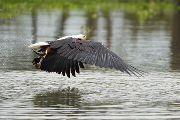 African Fish Sea Eagle Catching Fish Lake Hunting Haliaeetus vocifer