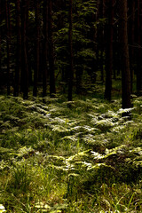 potted green flowers, pine forest, high