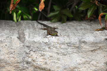 Closeup  Beautiful lizard in the garden