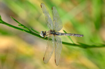 Macro shots, Beautiful nature scene dragonfly.   