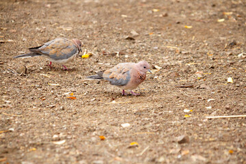Pigeon searching for grains and insects on the savanna in the Kruger Park in South Africa.