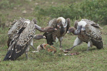 White backed vulture group Gyps africanus eating carrion impala Old World vulture family Accipitridae