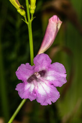 Incarvillea (Incarvillea sinensis subsp. sinensis)