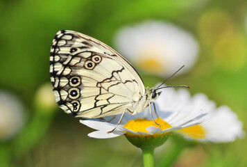 Closeup beautiful butterfly sitting on the flower.