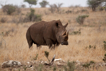 Adult southern white rhino roaming the savannah in the Kruger Park in South Africa.
