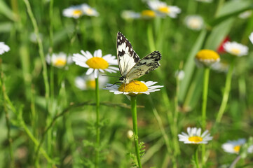 Closeup beautiful butterfly sitting on the flower.