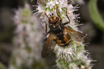 Fly (Tachina fera) on Apple Mint Plant (Mentha suaveolens)