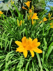 Yellow flowers on a summer day in the garden
