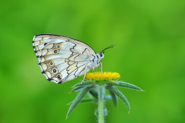 Closeup beautiful butterfly sitting on the flower.