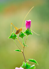 Beautiful Grasshopper macro in green nature 