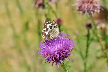Closeup beautiful butterfly sitting on the flower.