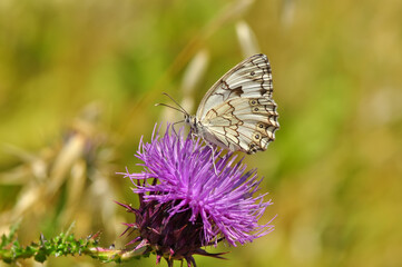 Fototapeta premium Closeup beautiful butterfly sitting on the flower.