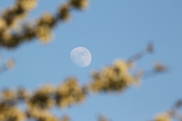 The moon among the bushes. © Marek