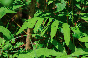 Dragon Fly