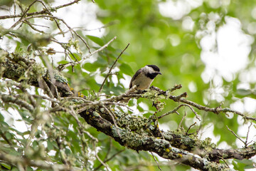 Chickadee