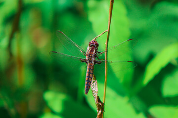 Dragon Fly