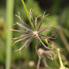 Close up of Spanish Needle seed head (Bidens alba)